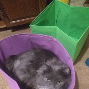 Meet your Posher, Anthony